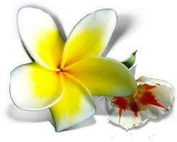 Health_and_Beauty_-_Flowers.jpg